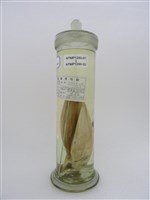 藏品(脂眼凹肩鰺)的圖片